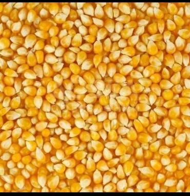 рушенная кукуруза: Цена:18.50 Продаю кукурузу рушеную Сорт Торро 50 тонн Зёрна крупные