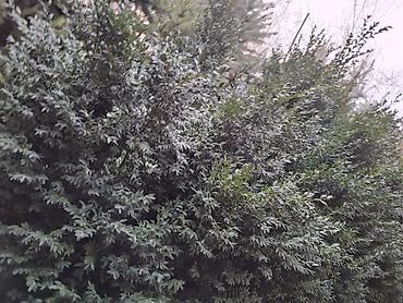 Ель: Ель голубая (Picea pungens ‘Glauca’) – крупномерные экземпляры для — 3