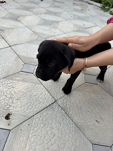 it damı: Kane-Korso, 1 ay, Erkək, Ünvandan götürmə — 6