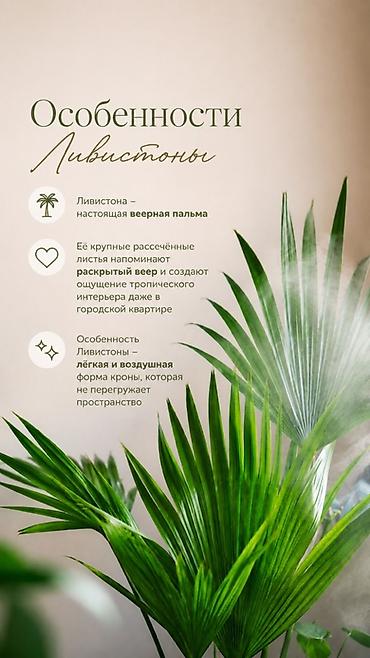 фитолампа: В единственном экземпляре с кашпо продается веерная пальма Ливистона😍 — 6