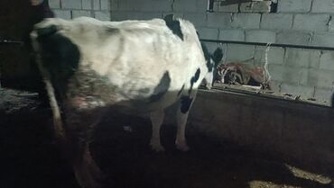 Коровы, быки: Продаю | Бык (самец) | На откорм | Привязанные — 2