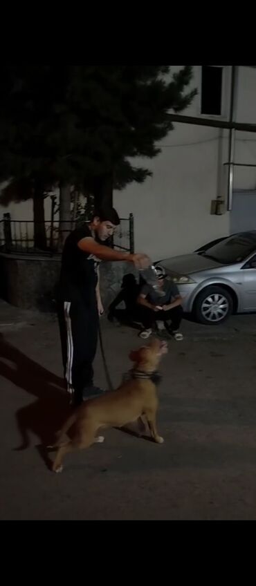 it pitbul: Pitbul, 1 il, Dişi