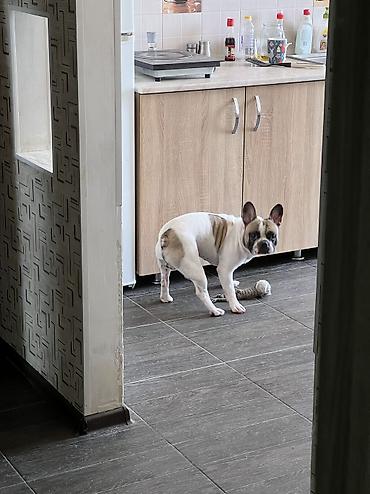 добрый: ИЩЕМ ДОМ ДЛЯ ПРЕКРАСНОГО МАЛЬЧИКА! 🐶❤️ Французский бульдог, кобель, 5 — 8