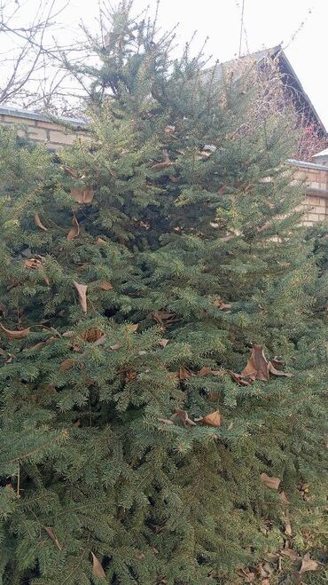 Ёлки: Живая ель (ёлки, ели, ёлка) Большая ель с пышной кроной и — 9