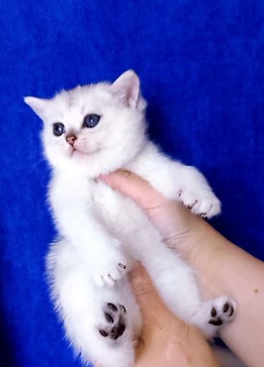 Pişiklər: Britan — 1