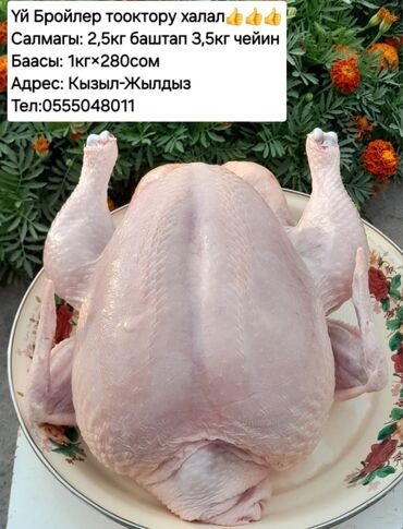 кызыл май масло цена бишкек: Саламат азыктануу