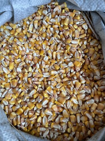 продаю кукурузу в початках: Семена и саженцы Кукурузы, Самовывоз