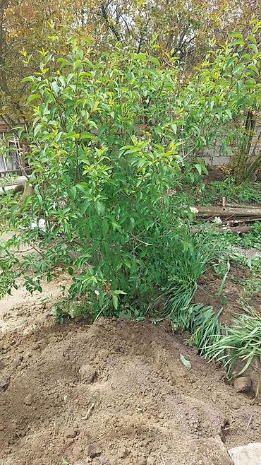 zambaq gülü: Məhsul: Yasəmən (Syringa) kolu – canlı dekorativ bitki Böyük 8azn — 1