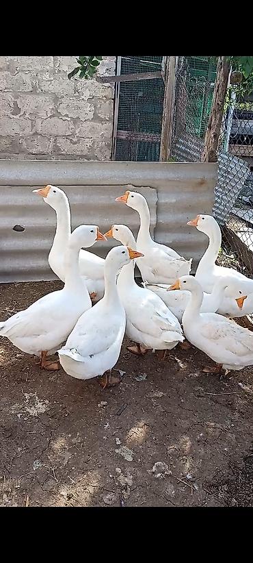 Salam. 7 eded Linda qazı satılır tek tekde satış var - Cins: yerli