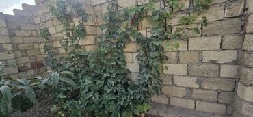 Həyət evləri və villaların satışı: 7 otaqlı, 200 kv. m, Orta təmir — 23