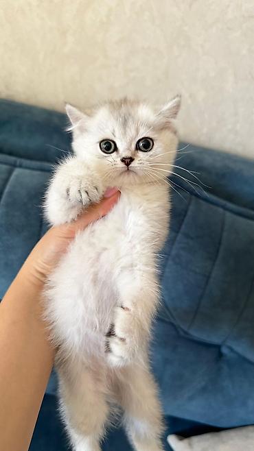 Pişiklər: Şotland — 13