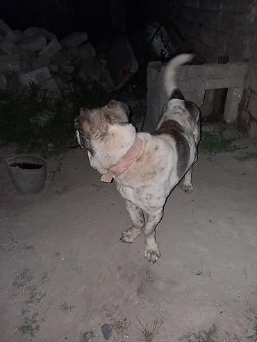 cütlük: Alabay, 2 il, Erkək, Cütləşmə üçün — 2