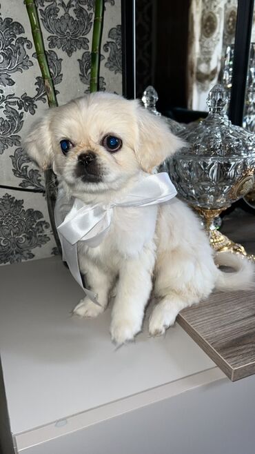 pudel it cinsi: Pekines, 3 ay, Dişi, Peyvəndli, Ünvandan götürmə