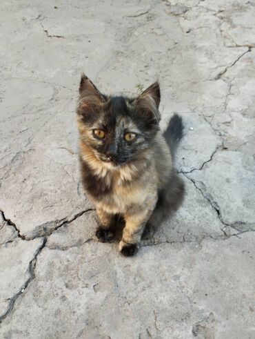 ангорские котята: Котятки в добрые руки .4 месяца