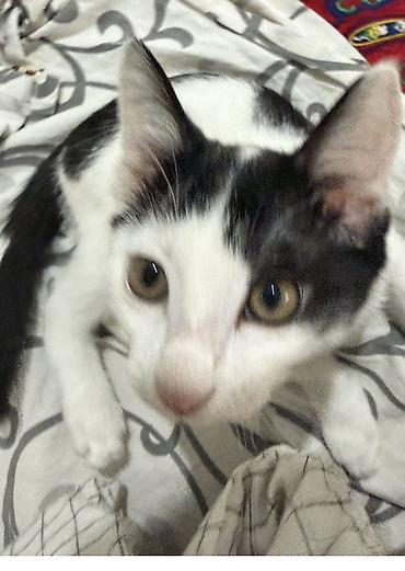 бомбейская кошка купить: Отдам даром!!!!!! Котёнок, окрас чёрно-белый (би-колор). Крупные — 1