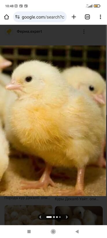 гнёзда для кур: Продаю | Цыплята | Домашняя, Хай-Лайн Браун, Хай-Лайн Соня Грей | Несушки