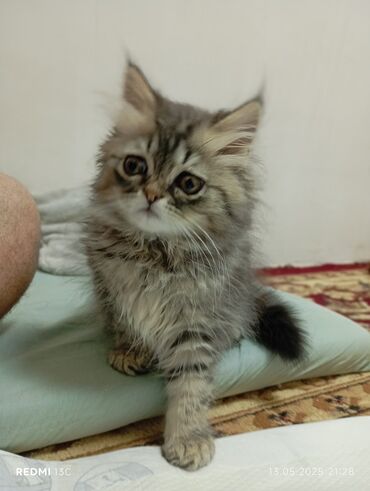 ağ pişik satışı: Erkək