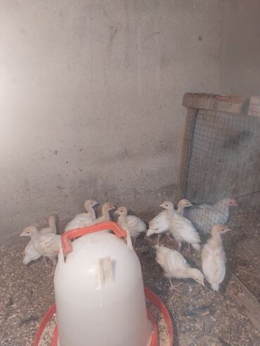 Digər heyvanlar: 1 ayliq temiz qan kanada