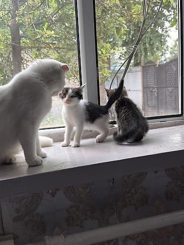 котят ош: Котята домашние, короткошёрстные, окрасы: серо-белый биколор и — 1