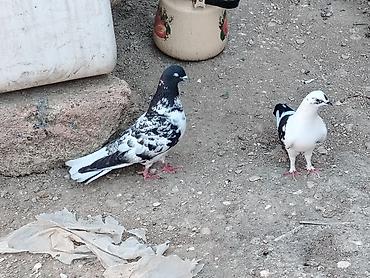 göyərçin satışı: Salam hazir cutduler bala veren quslardi maşdagadadilar 0516831165 — 3