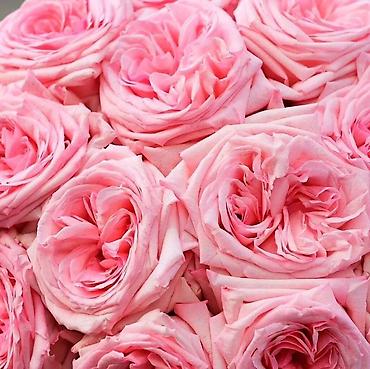 Роза: Саженцы — 3