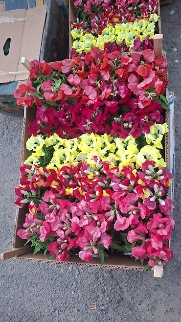 Другие садовые цветы и кустарники: Только оптом.По штучно не звонить.Рассада однолетних цветов для клумб — 16