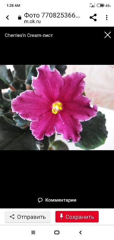 Фиалки и глоксинии: В продаже крупные детки и стартеры, взрослые сортовые фиалки, Отправка — 23