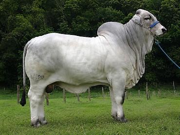 erkek: Brahman cinsi iri buynuzlu heyvanlar - İstiqamət: ət və damazlıq - — 4
