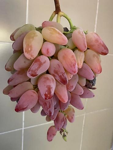 Виноград: Годовалые саженцы винограда. Цена от 200 до 300 сом. Черенки по 50 — 1