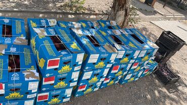 средство от насекомых: Помидорлор