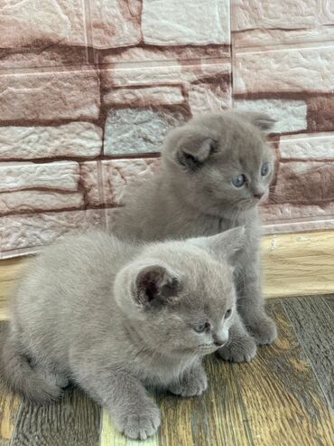 британская шоколадная кошка: Британские котята, окрас голубой (blue). Плюшёвая густая шерсть