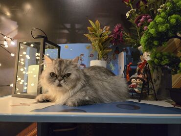 pişik sumkası: Fars