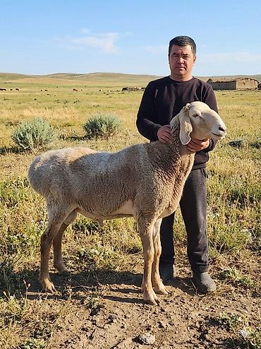 Баран, овца: Продаю | Баран (самец) | Арашан — 7