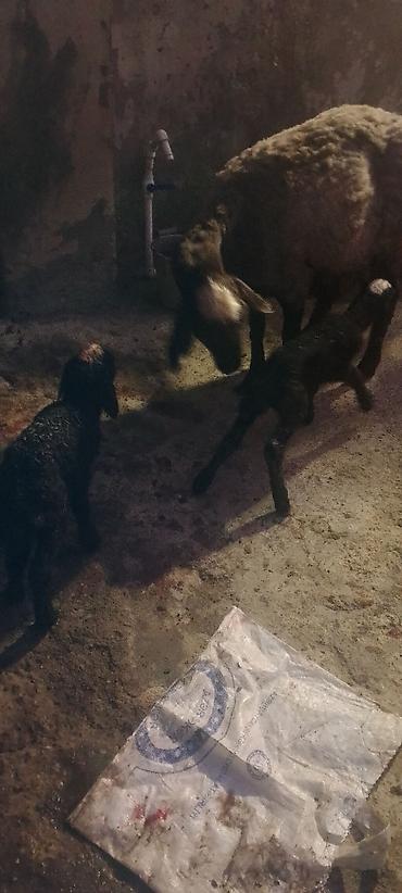 Dişi, il: 1, Damazlıq