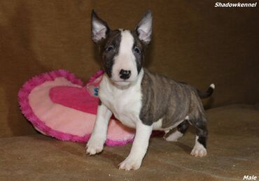 Psi: Stenci Mini Bull terijera, stari dva meseca, Pll, Lad, Lp clear na lalafo.rs — 7 Psi: Stenci Mini Bull terijera, stari dva meseca, Pll, Lad, Lp clear — 7