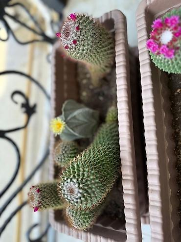 Otaq bitkiləri: Bu dəstə müxtəlif növ kaktuslar daxildir. Hər kaktus özünəməxsus forma — 3