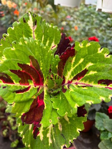 Другие виды семян и саженцев: Колеусы есть в стаканчиках и большие — 19