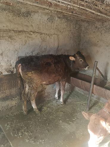 Коровы, быки: Продаю | Бык (самец), Тёлка | Ангус, Алатауская | На откорм, На забой, Для разведения | Искусственник at lalafo.kg — 9 Коровы, быки: Продаю | Бык (самец), Тёлка | Ангус, Алатауская | На откорм, На забой, Для разведения | Искусственник — 9