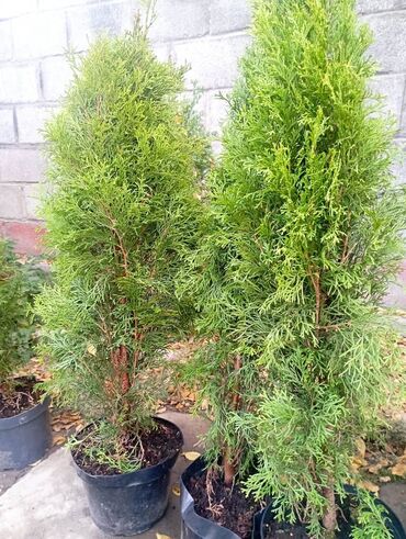 сколько стоит семена тюльпана: Саженцы деревьев: Туи, Самовывоз