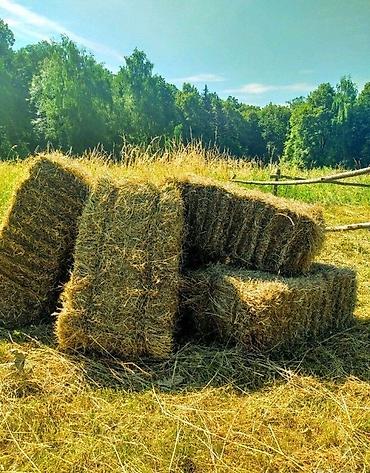 Үй жаныбарлары: Сено в тюках (прямоугольные тюки) - Натуральное луговое сено — 1