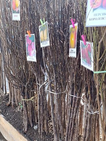 Яблоня: Саженцы плодовых деревьев (осенне-весенняя посадка) Ассортимент по — 9