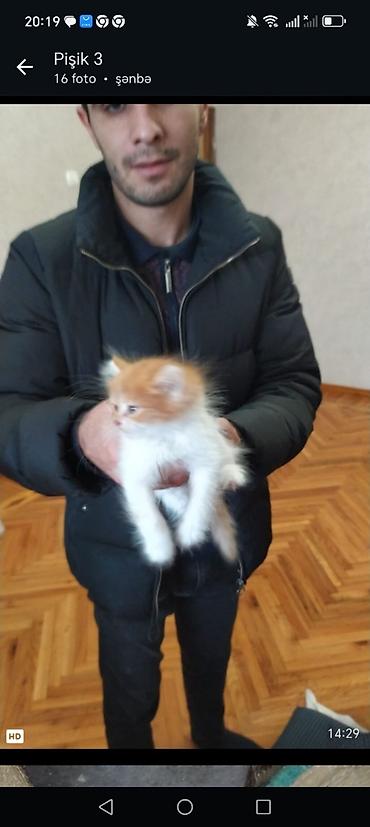 Pişiklər: Yaxşı əllərə, Ödənişli çatdırılma — 2