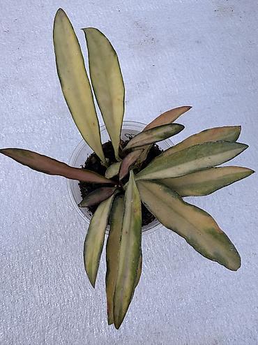 Хойи: Продаю хойи. Цены от 250 до 2000сом — 5