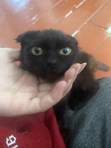 сөөл жан: Скотиш Фолд (Шотландиялык шалпаң кулак), 3 айлык, Ургаачы, Кара, Лотокко барууга үйрөтүлгөн — 4