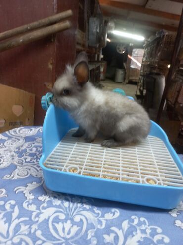 домашняя крыса: Крольченок карликовый декоративный. 2,5 месяца. Привита прошла все