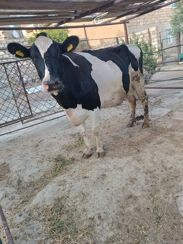 İtlər: Dişi, Holsteyn, il: 2, Damazlıq, Südlük, Ətlik