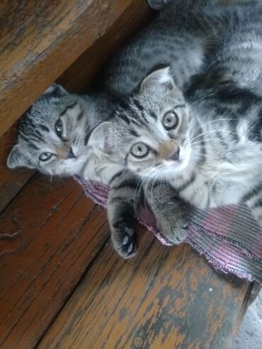 купить тайскую кошку: Скотиш Фолд (Шотландиялык шалпаң кулак), 2 айлык, Ургаачы