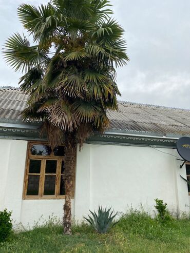 gence seheri kiraye ev: Palma ağaci hundurluyu 5 metrden hundurdur