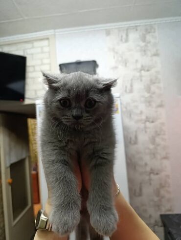 Продажа кошек: Британская короткошёрстная, 3 месяца, Девочка, Лиловый — 13