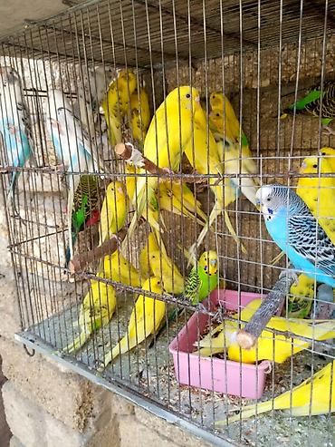 Quşlar: Papuqaylar 14 manattan hazir cutterdi hamsi — 4